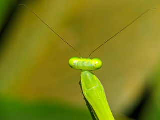 spider on leaf
