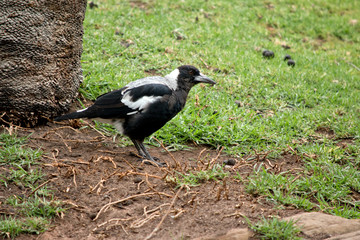 this is a side view of a magpie