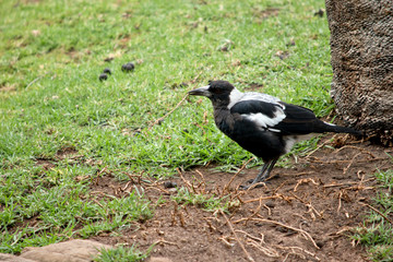 this is a side view of a magpie