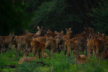 The Javan rusa or Sunda sambar (Rusa timorensis) is a deer species that is endemic to the islands of Java, Bali and Timor (including Timor Leste) in Indonesia.