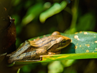 frog on leaf