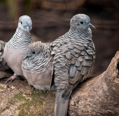 three peaceful doves perched on a log