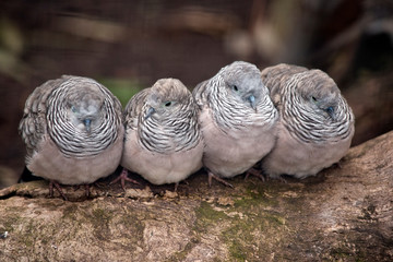 four peaceful doves on a lpg