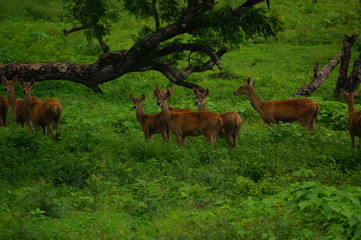 Naklejka na ściany i meble The Javan rusa or Sunda sambar (Rusa timorensis) is a deer species that is endemic to the islands of Java, Bali and Timor (including Timor Leste) in Indonesia. The Javan rusa mates around July.