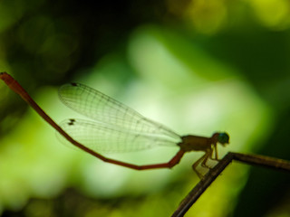 dragonfly on leaf