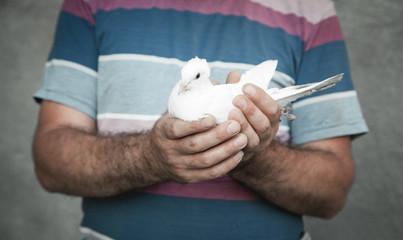 Caucasian man holding pigeon on hands.