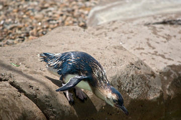 the fairy penguin is about to jump in the water