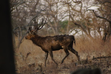The&nbsp;Javan rusa&nbsp;or&nbsp;Sunda sambar&nbsp;(Rusa timorensis) is a deer species that is endemic to the islands of Java, Bali and Timor (including Timor Leste) in Indonesia. The Javan rusa mates around July.