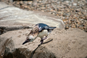 the fairy penguin is about to jump in the water