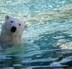 the polar bear is swimming