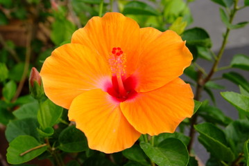 Fototapeta premium Orange hibiscus flower in garden