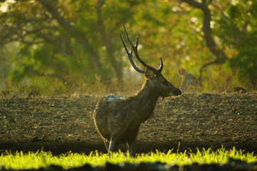 The Javan rusa or Sunda sambar (Rusa timorensis) is a deer species that is endemic to the islands of Java, Bali and Timor (including Timor Leste) in Indonesia. The Javan rusa mates around July. © PUGUH