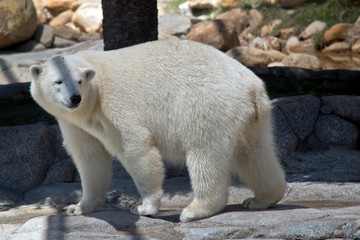 the polar bear is checking out his surroundings
