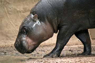 Obraz premium this is a close up of a pygmy hippo