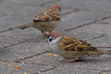 sparrow in park