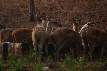 The Javan rusa or Sunda sambar (Rusa timorensis) is a deer species that is endemic to the islands of Java, Bali and Timor (including Timor Leste) in Indonesia. © PUGUH