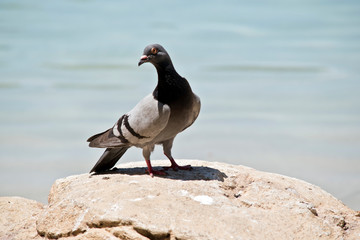 the rock dove is resting on a rock