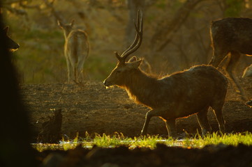 The Javan rusa or Sunda sambar (Rusa timorensis) is a deer species that is endemic to the islands of Java, Bali and Timor (including Timor Leste) in Indonesia. © PUGUH