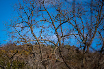 Bald eagle Haliaeetus leucocephalus on branch overlooking cliffs in front of blue sky