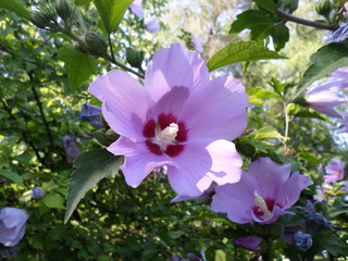 Obraz premium Purple flower