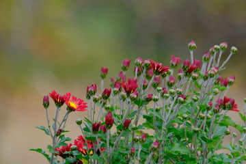 red flowers in a field