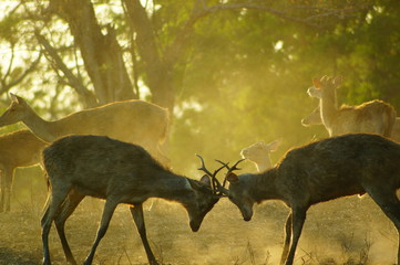 The Javan rusa or Sunda sambar (Rusa timorensis) is a deer species that is endemic to the islands of Java, Bali and Timor (including Timor Leste) in Indonesia. © PUGUH