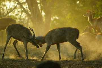 The Javan rusa or Sunda sambar (Rusa timorensis) is a deer species that is endemic to the islands of Java, Bali and Timor (including Timor Leste) in Indonesia. The Javan rusa mates around July.