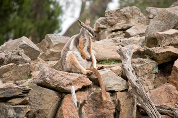 the Yellow footed rock wallaby is resting on the rocks