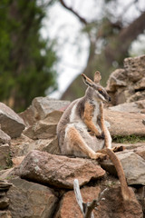 the Yellow footed rock wallaby is resting on the rocks