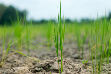 Fototapeta premium the rice in the ground that has no the water ,