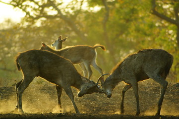 The Javan rusa or Sunda sambar (Rusa timorensis) is a deer species that is endemic to the islands of Java, Bali and Timor (including Timor Leste) in Indonesia. © PUGUH