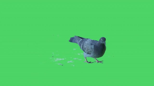 High quality 10bit stock footage of Flock of real city street pigeons eat crumbs of bread on green screen background. Made from 14bit RAW.
