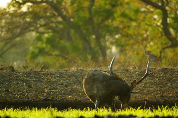 The Javan rusa or Sunda sambar (Rusa timorensis) is a deer species that is endemic to the islands of Java, Bali and Timor (including Timor Leste) in Indonesia. The Javan rusa mates around July. © PUGUH