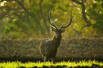 The Javan rusa or Sunda sambar (Rusa timorensis) is a deer species that is endemic to the islands of Java, Bali and Timor (including Timor Leste) in Indonesia. The Javan rusa mates around July. © PUGUH
