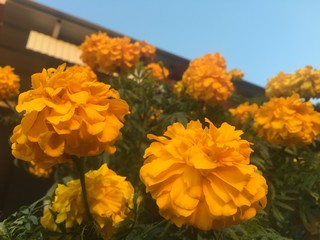 yellow flowers closup view.