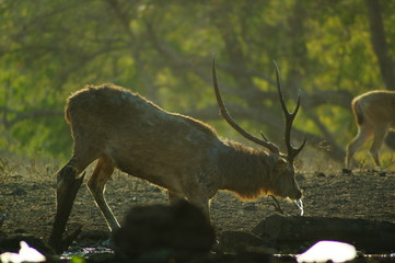 The Javan rusa or Sunda sambar (Rusa timorensis) is a deer species that is endemic to the islands of Java, Bali and Timor (including Timor Leste) in Indonesia. The Javan rusa mates around July. © PUGUH