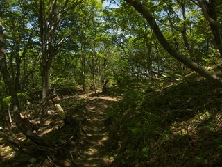 Fototapeta premium trail in the woods