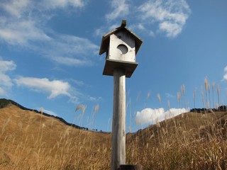bird house