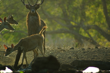 The Javan rusa or Sunda sambar (Rusa timorensis) is a deer species that is endemic to the islands of Java, Bali and Timor (including Timor Leste) in Indonesia. The Javan rusa mates around July. © PUGUH
