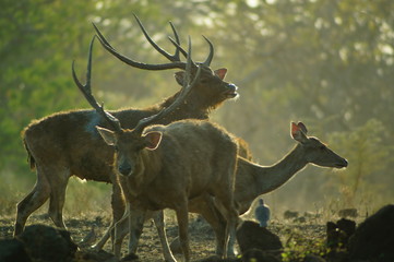 The Javan rusa or Sunda sambar (Rusa timorensis) is a deer species that is endemic to the islands of Java, Bali and Timor (including Timor Leste) in Indonesia. The Javan rusa mates around July. © PUGUH
