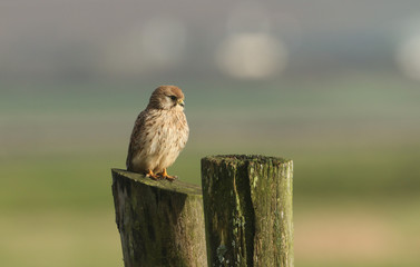 A hunting Kestrel, Falco tinnunculus, perching on a wooden fence post on a windy day.