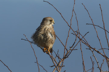 A hunting Kestrel, Falco tinnunculus, perching on a Hawthorn Tree on a very windy day in the UK.