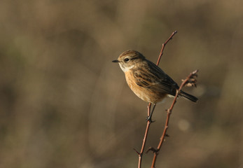 A pretty female Stonechat, Saxicola rubicola, perching on a thorny Hawthorn tree.