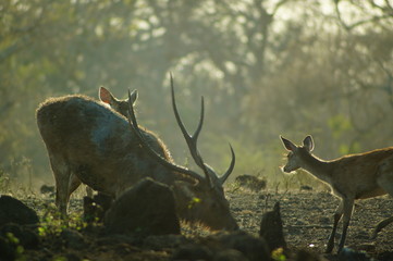 The Javan rusa or Sunda sambar (Rusa timorensis) is a deer species that is endemic to the islands of Java, Bali and Timor (including Timor Leste) in Indonesia. © PUGUH