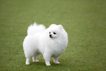 Happy puppies in a private playground