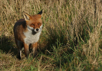 A magnificent hunting wild Red Fox, Vulpes vulpes, standing in the long grass.