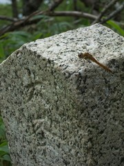dragonfly on the stone