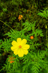 輪郭のはっきりとした黄色い花