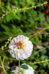 ピンクと白の花びらの多弁花
