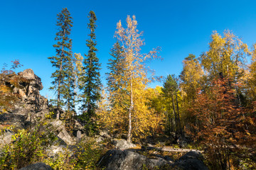 Yellow trees in the autumn forest